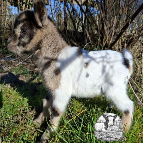 Chèvres, chevreaux et boucs #0