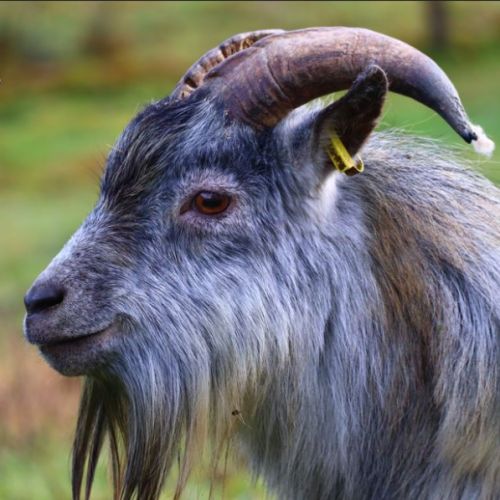 Chèvres, chevreaux et boucs #8