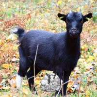 Chèvres, chevreaux et boucs #1