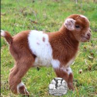 Chèvres, chevreaux et boucs #2