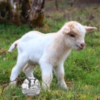 Chèvres, chevreaux et boucs #3