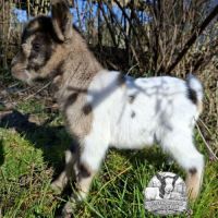 Chèvres, chevreaux et boucs