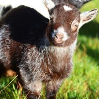 Chèvres, chevreaux et boucs #7