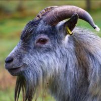 Chèvres, chevreaux et boucs #8