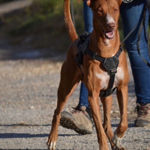 Coco un chien élégant et très affectueux ! #1