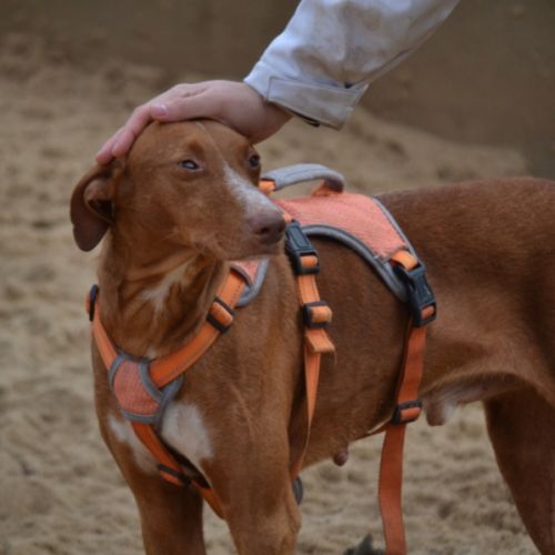 Coco un chien élégant et très affectueux ! #0