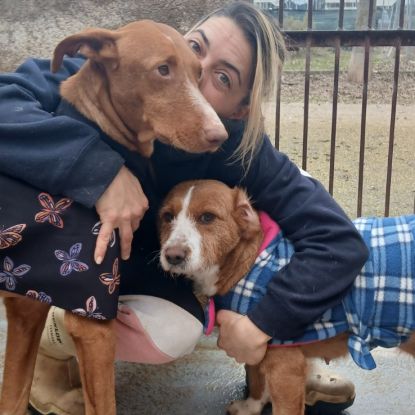 Coco un chien élégant et très affectueux ! #5