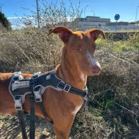 Coco un chien élégant et très affectueux ! #2