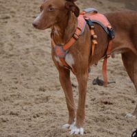 Coco un chien élégant et très affectueux ! #3