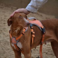Coco un chien élégant et très affectueux !