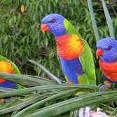 Loriquet de swaisson