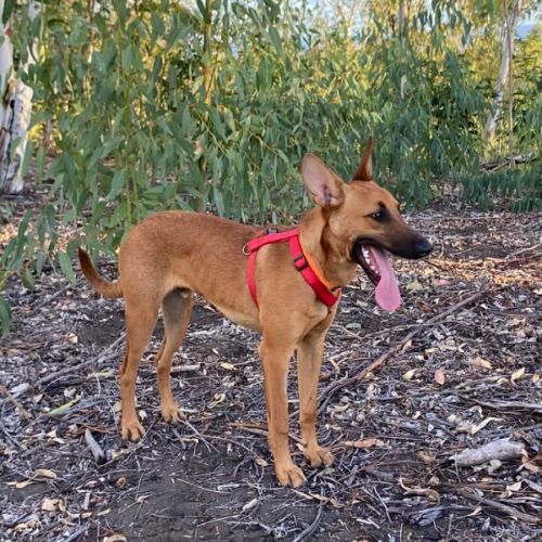 Micky chiot réunion #0