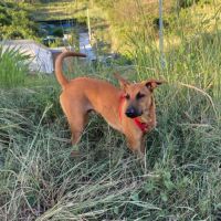 Micky chiot réunion #2