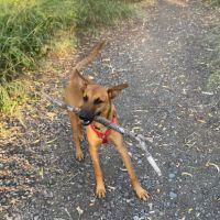 Micky chiot réunion #3