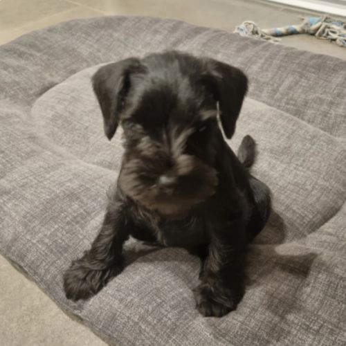 Mâle schnauzer nain noir à vendre