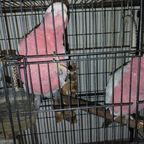 Couple rosalbin eam 2025