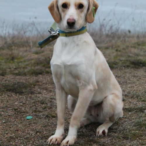 Ariel se  trouve dans un refuge en ukraine #3