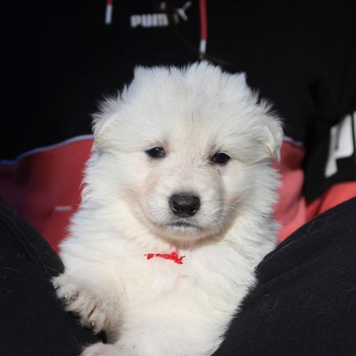 Chiots berger blanc suisse lof a réserver #4
