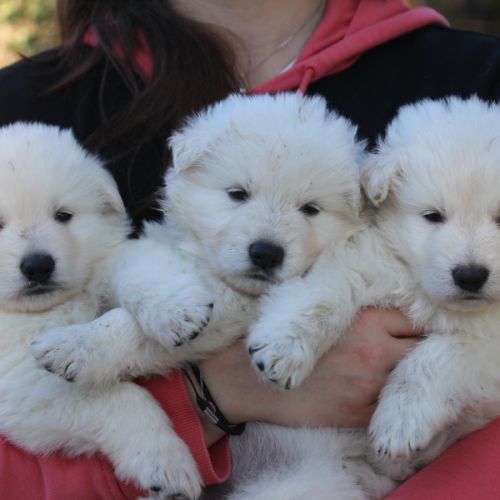 Chiots berger blanc suisse lof a réserver #0