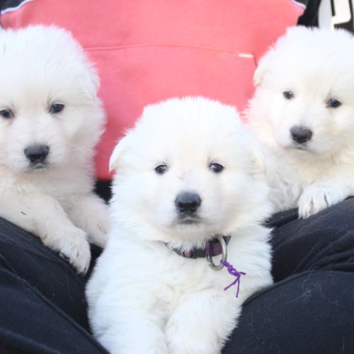 Chiots berger blanc suisse lof a réserver #6