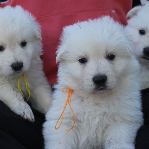 Chiots berger blanc suisse lof a réserver #7