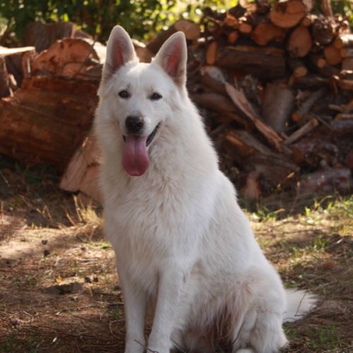 Chiots berger blanc suisse lof a réserver #8