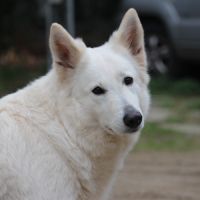Chiots berger blanc suisse lof a réserver #2