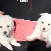 Chiots berger blanc suisse lof a réserver #3