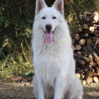 Chiots berger blanc suisse lof a réserver #9
