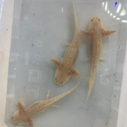 Axolotls juveniles 10 cm #0