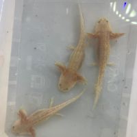 Axolotls juveniles 10 cm