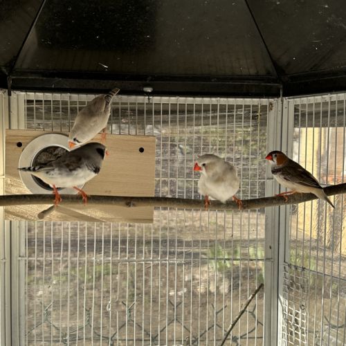 Mandarin mutation #1