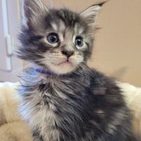 Maine coon loof #3