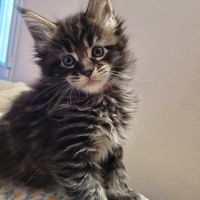 Maine coon loof #5