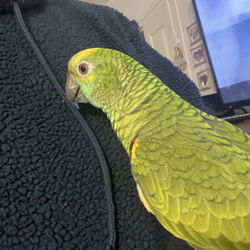 Amazone à front bleue #2