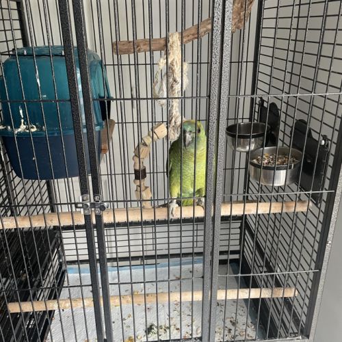 Amazone à front bleue #3