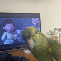 Amazone à front bleue