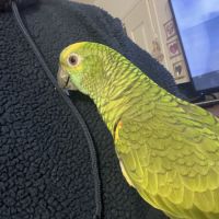 Amazone à front bleue #2