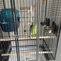 Amazone à front bleue #3