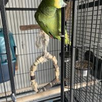 Amazone à front bleue #4