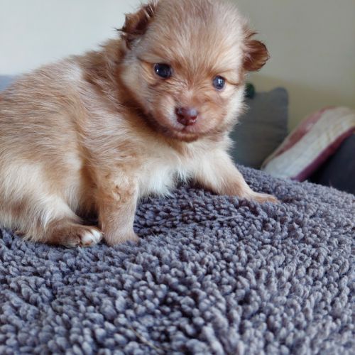 Chiots pomchi f2 #6