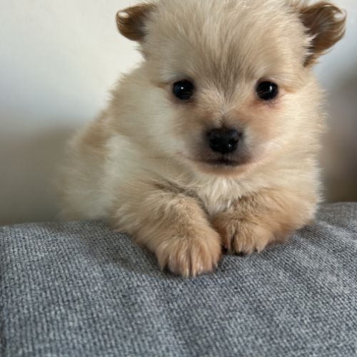 Chiots pomchi f2 #0