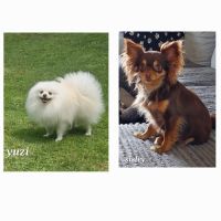Chiots pomchi f2 #1