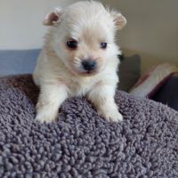 Chiots pomchi f2 #5