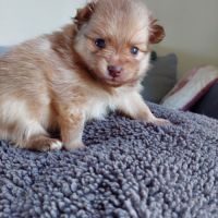 Chiots pomchi f2 #6