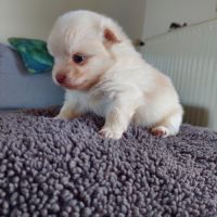 Chiots pomchi f2 #7