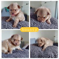 Chiots pomchi f2 #9