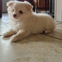 Chiots pomchi f2