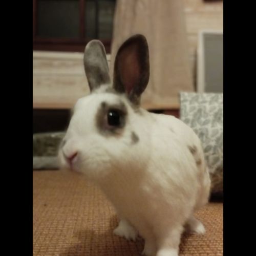 Sonic à l'adoption #2