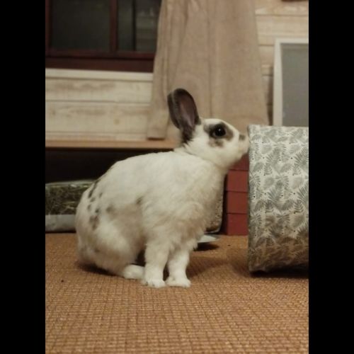 Sonic à l'adoption #3